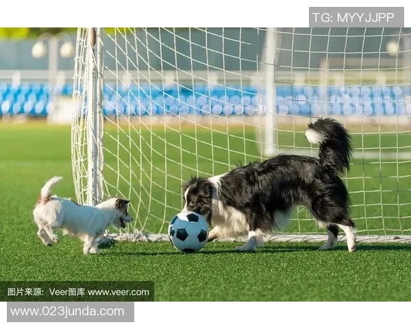 足球明星与爱犬携手训练展现默契与激情的完美结合 足球明星与爱犬携手训练展现默契与激情的完美结合